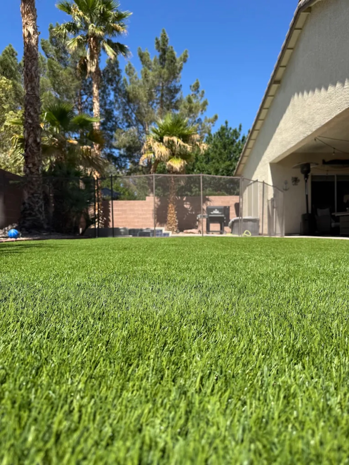 Las Vegas backyard with palm trees and clean turf