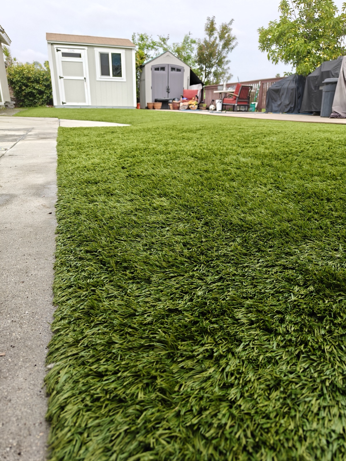 Freshly cleaned artificial turf backyard with shed